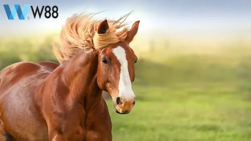 Mơ thấy ngựa đánh số gì tại nhà cái uy tín W88?